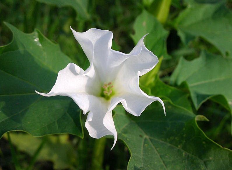 Datura stramonium / Stramonio comune